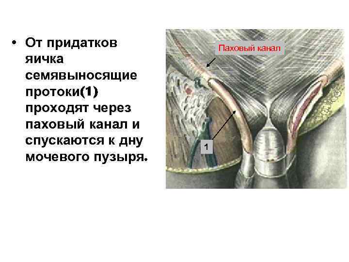  • От придатков яичка семявыносящие протоки(1) проходят через паховый канал и спускаются к
