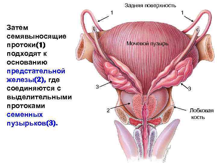 Задняя поверхность 1 Затем семявыносящие протоки(1) подходят к основанию предстательной железы(2), где соединяются с