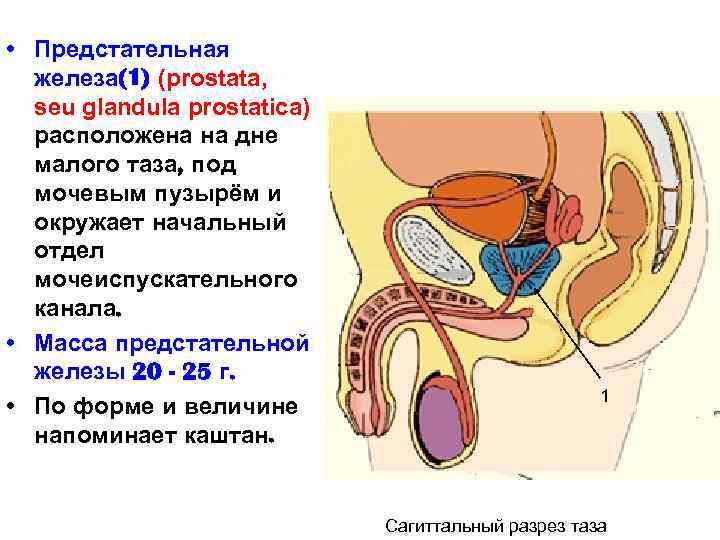  • Предстательная железа(1) (prostata, seu glandula prostatica) расположена на дне малого таза, под