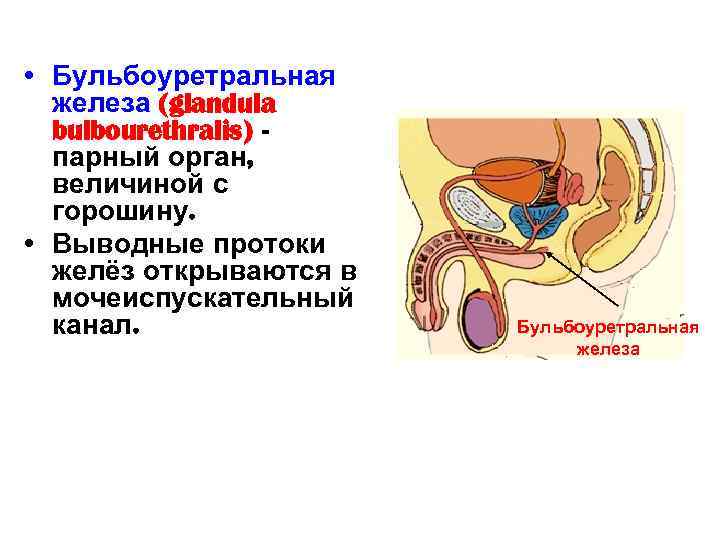  • Бульбоуретральная железа (glandula bulbourethralis) парный орган, величиной с горошину. • Выводные протоки