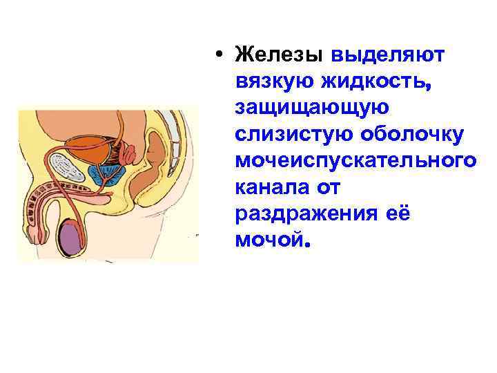 • Железы выделяют вязкую жидкость, защищающую слизистую оболочку мочеиспускательного канала от раздражения её