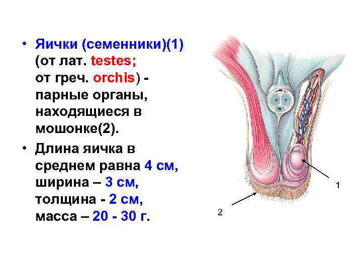  • Яички (семенники)(1) (от лат. testes; от греч. orchis) парные органы, находящиеся в