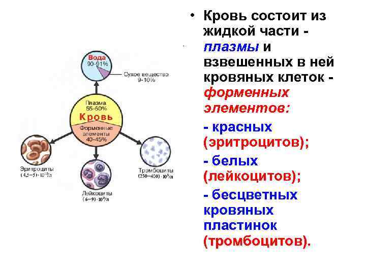  • Кровь состоит из жидкой части плазмы и взвешенных в ней кровяных клеток