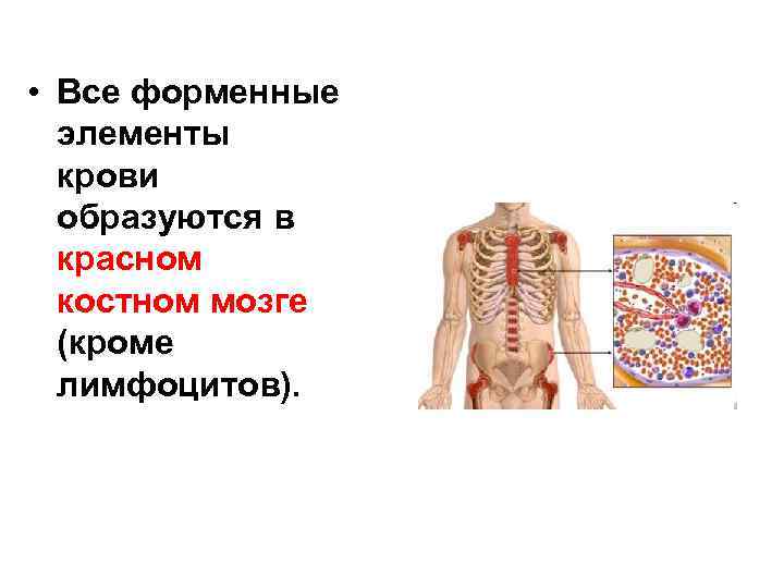  • Все форменные элементы крови образуются в красном костном мозге (кроме лимфоцитов). 