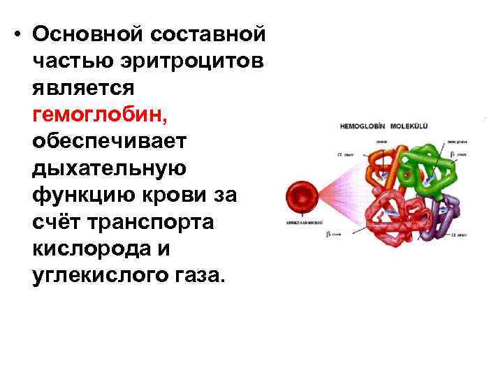  • Основной составной частью эритроцитов является гемоглобин, обеспечивает дыхательную функцию крови за счёт