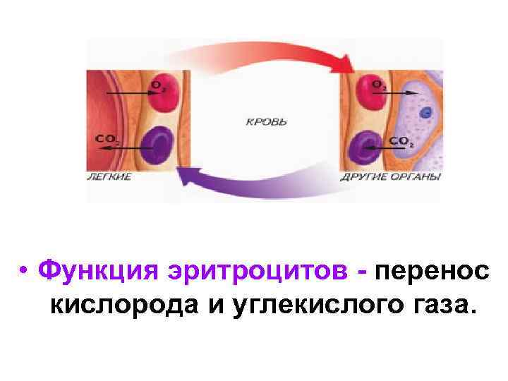  • Функция эритроцитов - перенос кислорода и углекислого газа. 