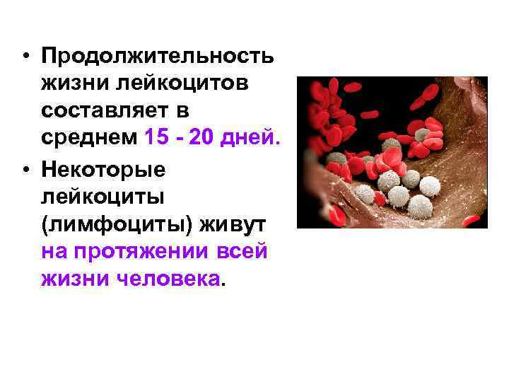  • Продолжительность жизни лейкоцитов составляет в среднем 15 - 20 дней. • Некоторые