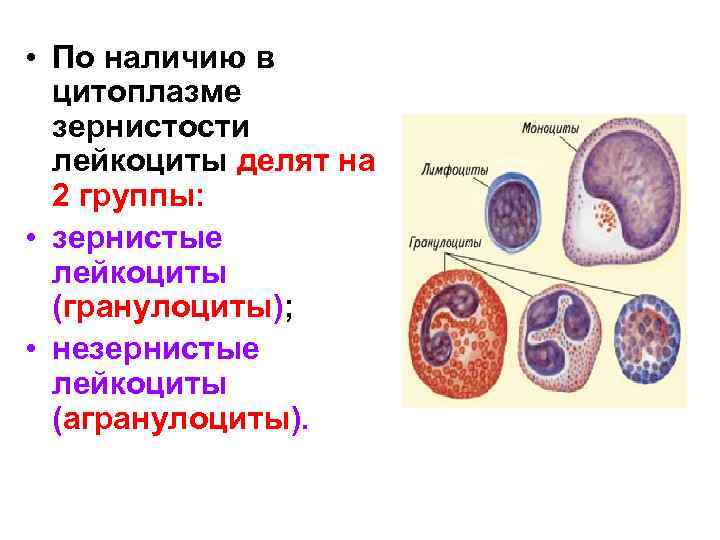  • По наличию в цитоплазме зернистости лейкоциты делят на 2 группы: • зернистые