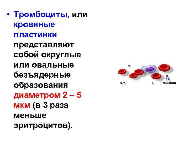  • Тромбоциты, или кровяные пластинки представляют собой округлые или овальные безъядерные образования диаметром