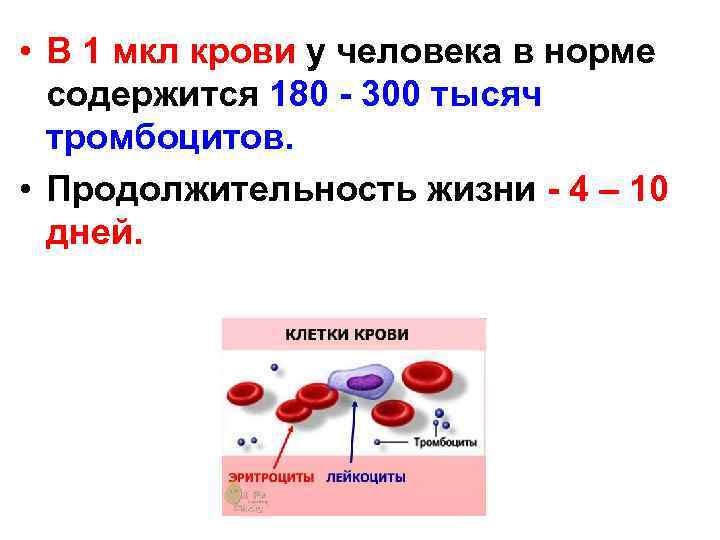  • В 1 мкл крови у человека в норме содержится 180 - 300