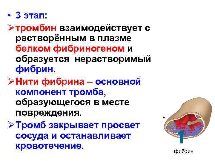  • 3 этап: Ø тромбин взаимодействует с растворённым в плазме белком фибриногеном и