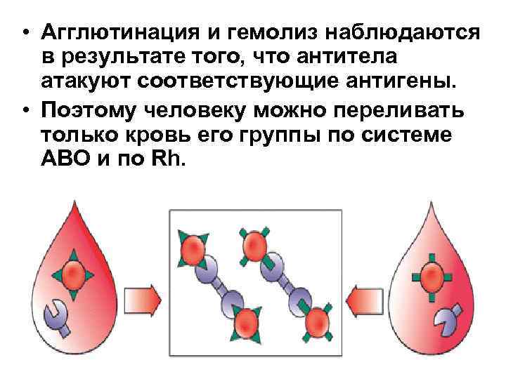  • Агглютинация и гемолиз наблюдаются в результате того, что антитела атакуют соответствующие антигены.