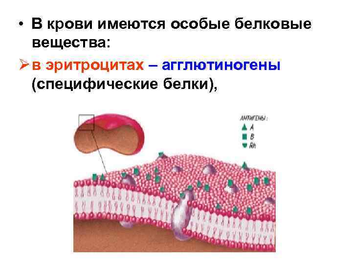  • В крови имеются особые белковые вещества: Ø в эритроцитах – агглютиногены (специфические