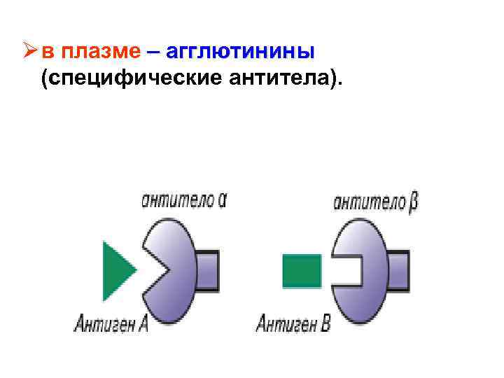 Ø в плазме – агглютинины (специфические антитела). 