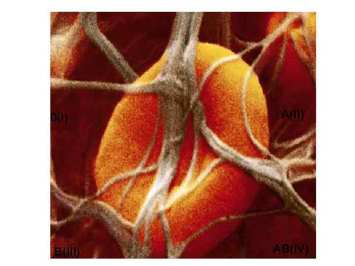 0(I) B(III) A(II) AB(IV) 