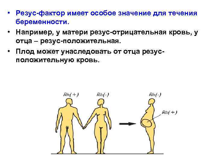  • Резус-фактор имеет особое значение для течения беременности. • Например, у матери резус-отрицательная
