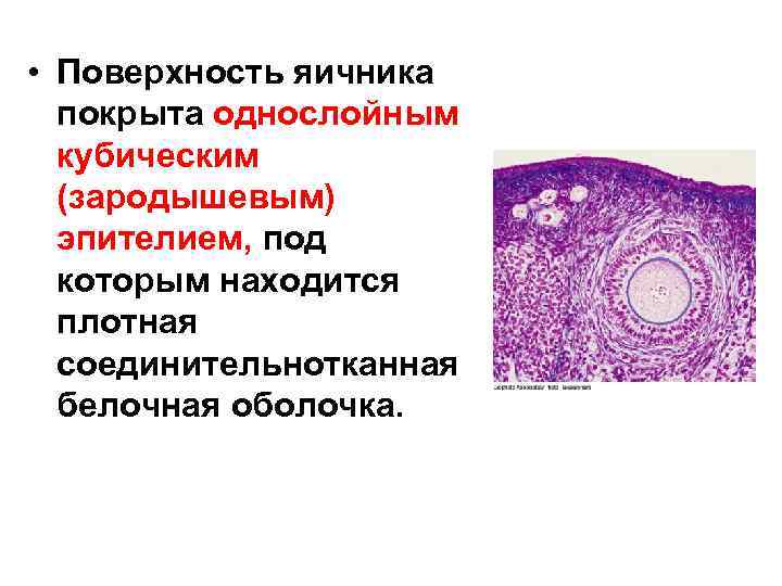  • Поверхность яичника покрыта однослойным кубическим (зародышевым) эпителием, под которым находится плотная соединительнотканная