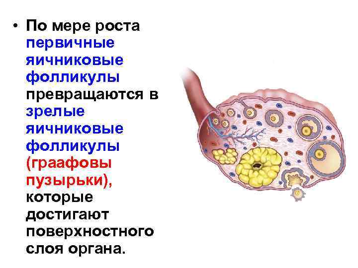  • По мере роста первичные яичниковые фолликулы превращаются в зрелые яичниковые фолликулы (граафовы