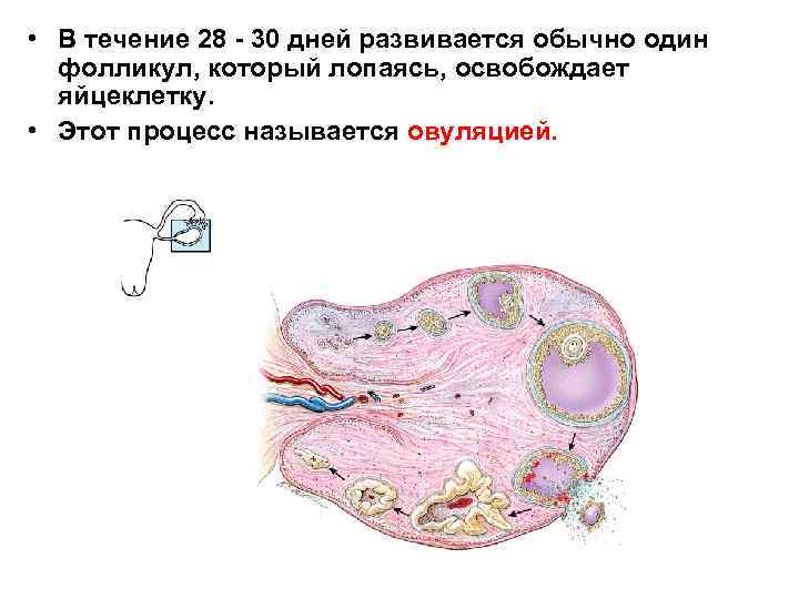  • В течение 28 - 30 дней развивается обычно один фолликул, который лопаясь,