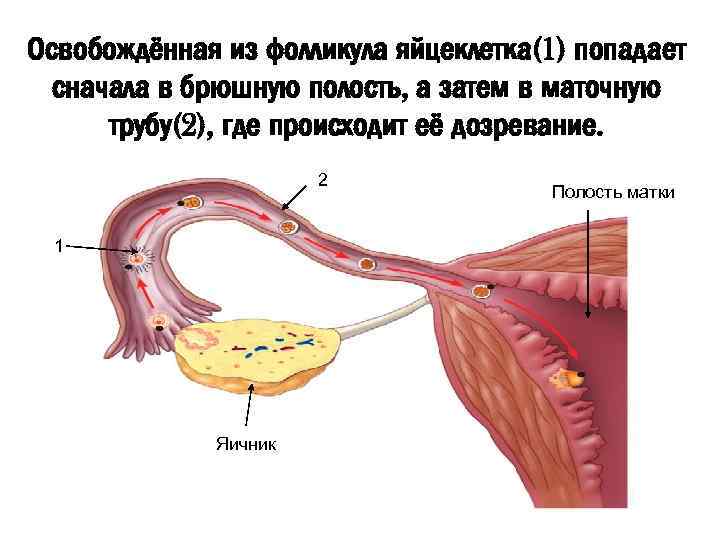 Освобождённая из фолликула яйцеклетка(1) попадает сначала в брюшную полость, а затем в маточную трубу(2),