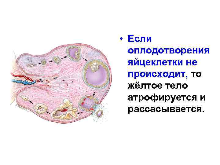  • Если оплодотворения яйцеклетки не происходит, то жёлтое тело атрофируется и рассасывается. 