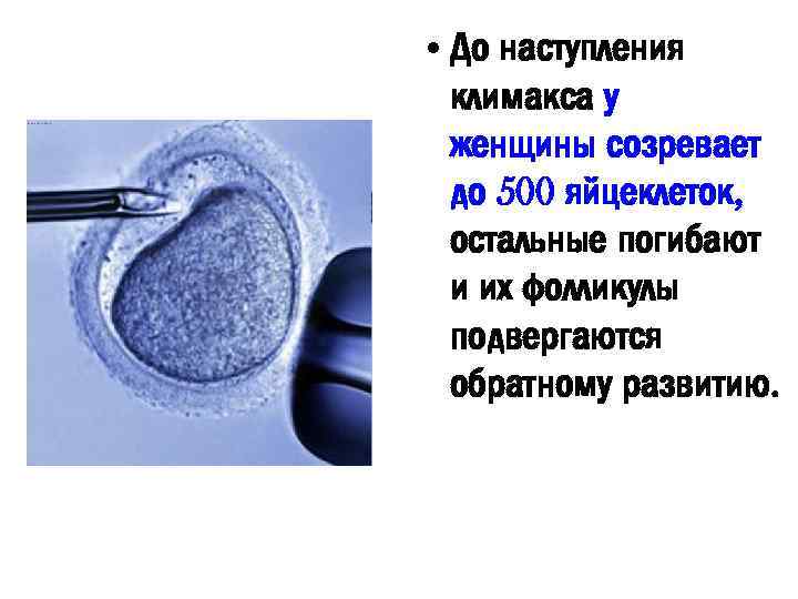  • До наступления климакса у женщины созревает до 500 яйцеклеток, остальные погибают и