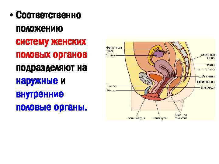 Картинка женской половой системы