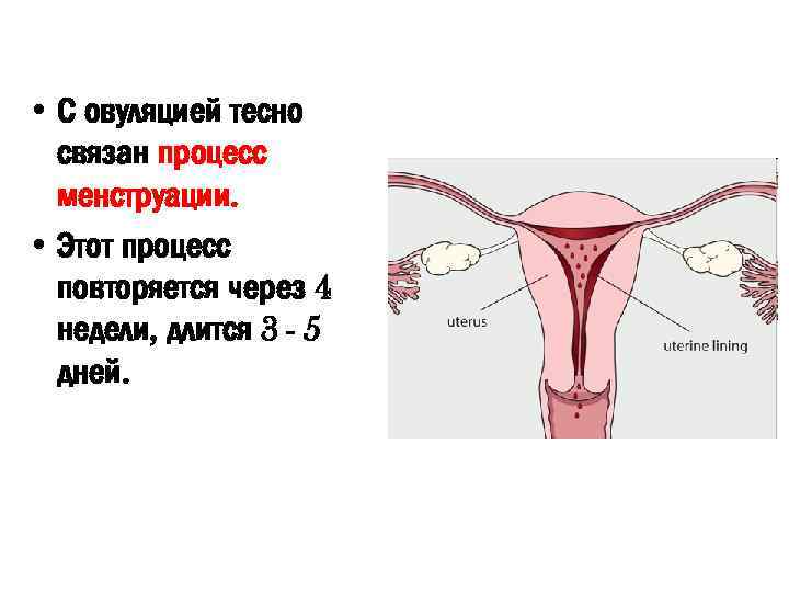  • С овуляцией тесно связан процесс менструации. • Этот процесс повторяется через 4