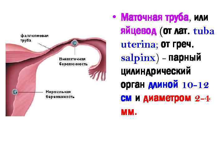 Фаллопиевы трубы рисунок