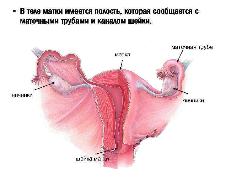  • В теле матки имеется полость, которая сообщается с маточными трубами и каналом