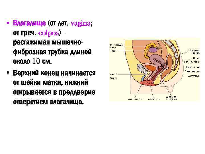  • Влагалище (от лат. vagina; от греч. colpos) растяжимая мышечнофиброзная трубка длиной около