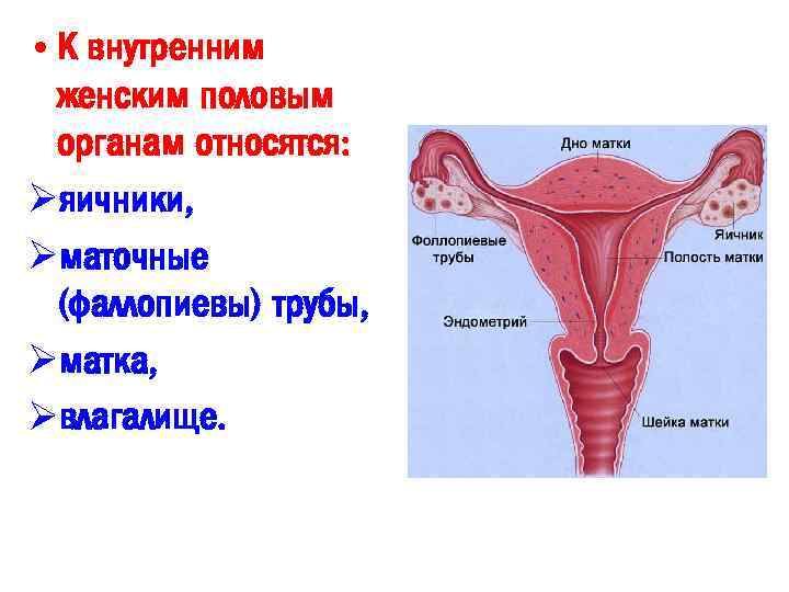 Женское строение