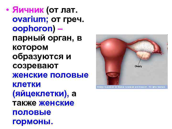  • Яичник (от лат. ovarium; от греч. oophoron) – парный орган, в котором