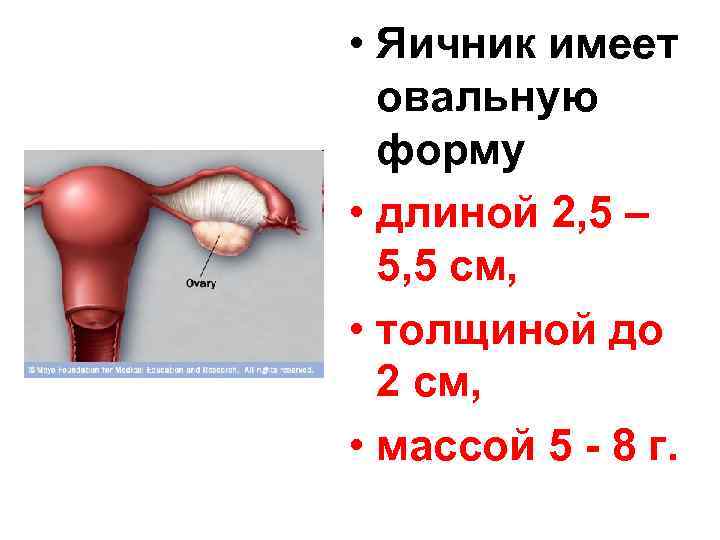  • Яичник имеет овальную форму • длиной 2, 5 – 5, 5 см,