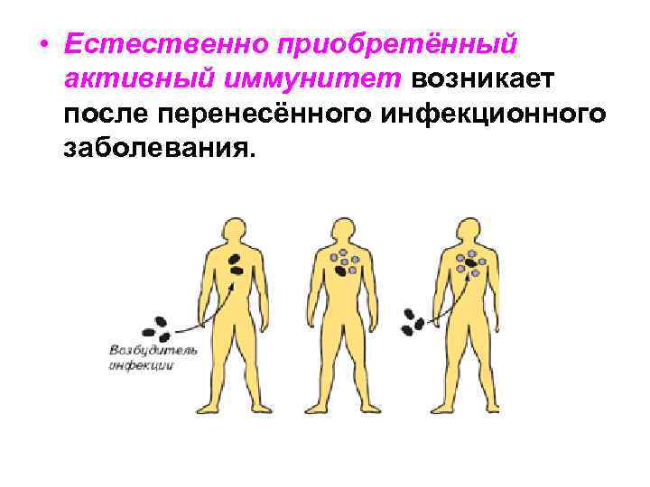  • Естественно приобретённый активный иммунитет возникает после перенесённого инфекционного заболевания. 