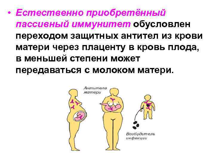  • Естественно приобретённый пассивный иммунитет обусловлен переходом защитных антител из крови матери через