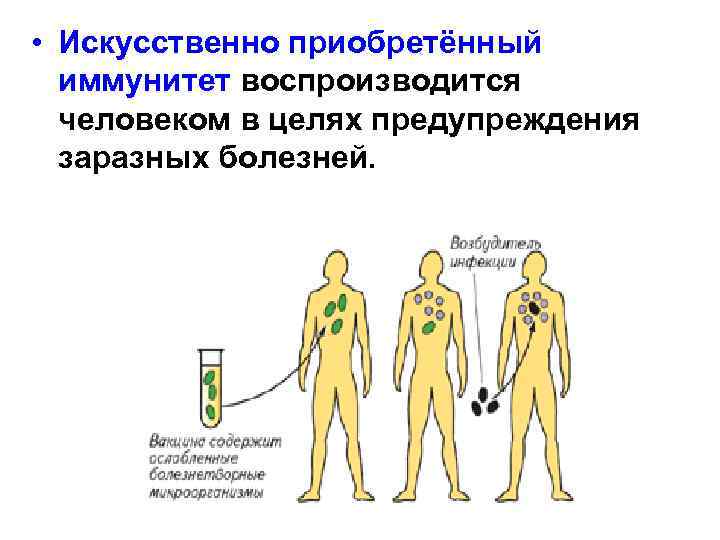  • Искусственно приобретённый иммунитет воспроизводится человеком в целях предупреждения заразных болезней. 