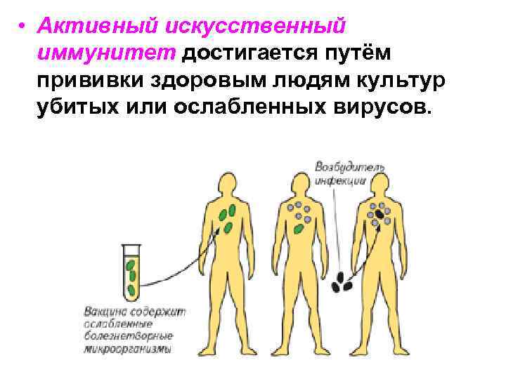  • Активный искусственный иммунитет достигается путём прививки здоровым людям культур убитых или ослабленных