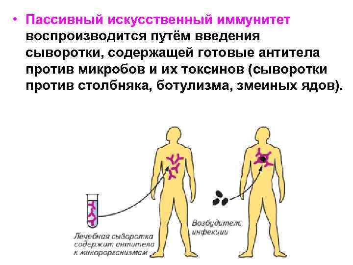  • Пассивный искусственный иммунитет воспроизводится путём введения сыворотки, содержащей готовые антитела против микробов