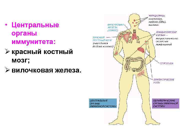 К органам иммунной системы относятся. Центральные органы красный костный мозг тимус. Костный мозг и вилочковая железа. Вилочковая железа иммунная система. Тимус это Центральный орган иммунной системы.