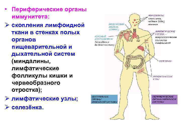 Как выглядит иммунная система человека фото