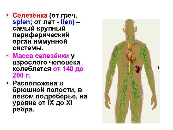  • Селезёнка (от греч. splen; от лат - lien) – самый крупный периферический