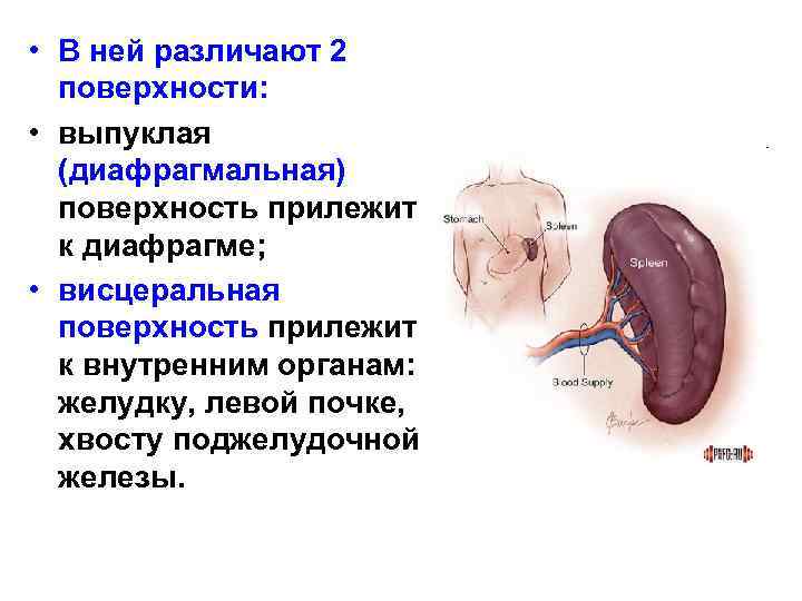  • В ней различают 2 поверхности: • выпуклая (диафрагмальная) поверхность прилежит к диафрагме;