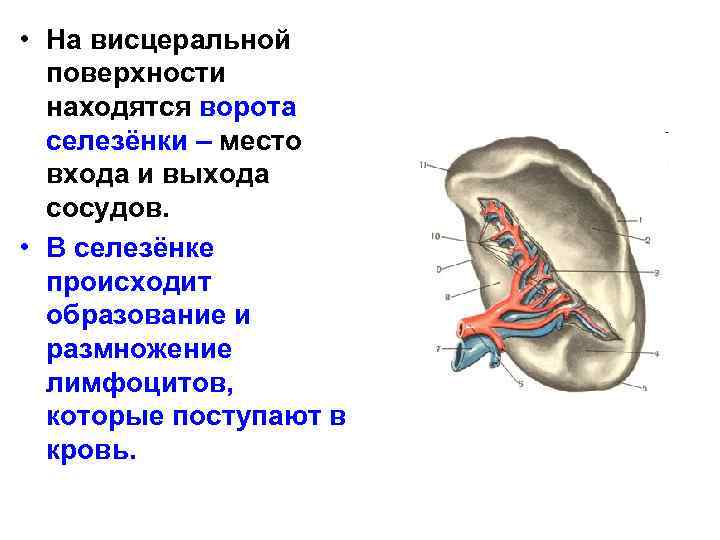  • На висцеральной поверхности находятся ворота селезёнки – место входа и выхода сосудов.