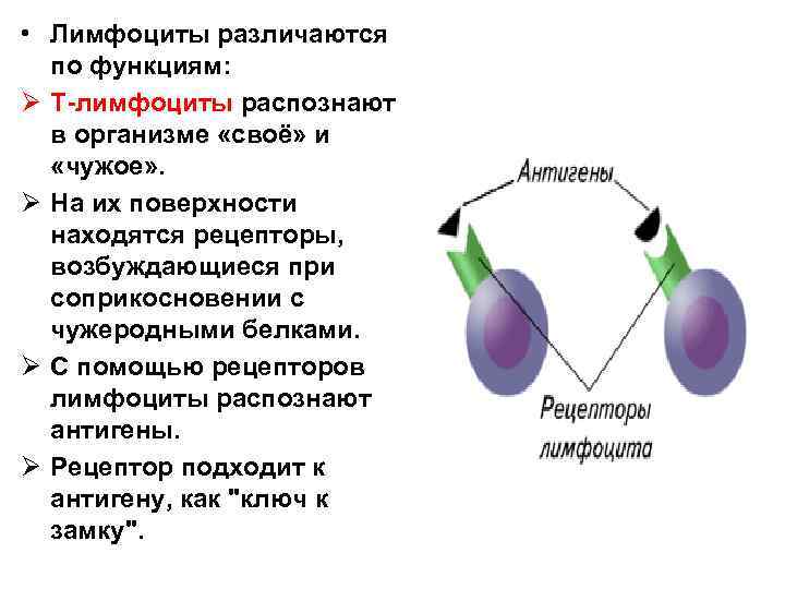  • Лимфоциты различаются по функциям: Ø Т-лимфоциты распознают в организме «своё» и «чужое»