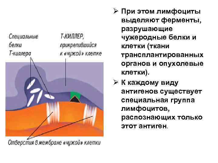 Ø При этом лимфоциты выделяют ферменты, разрушающие чужеродные белки и клетки (ткани трансплантированных органов