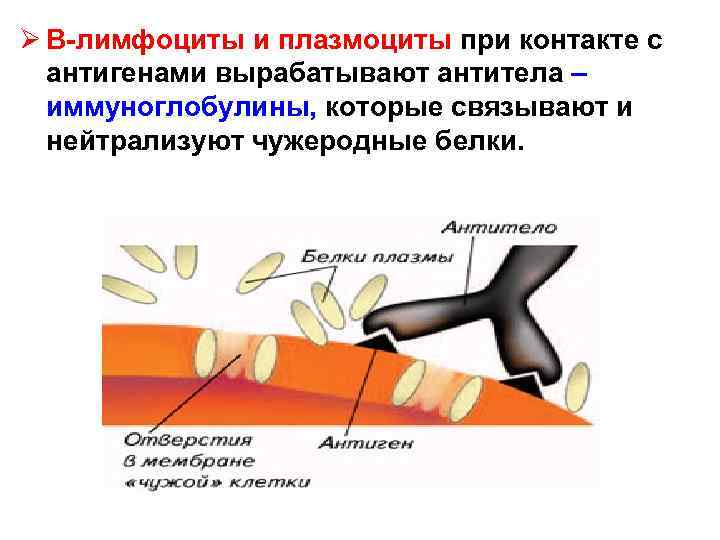 Ø В-лимфоциты и плазмоциты при контакте с антигенами вырабатывают антитела – иммуноглобулины, которые связывают