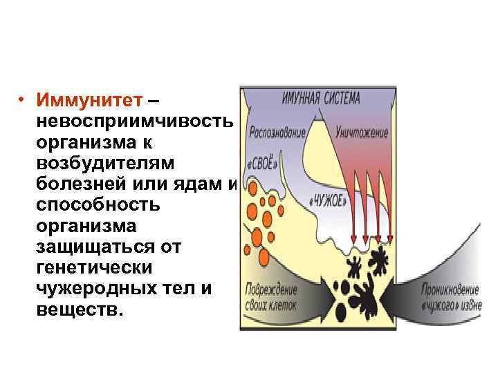  • Иммунитет – невосприимчивость организма к возбудителям болезней или ядам и способность организма