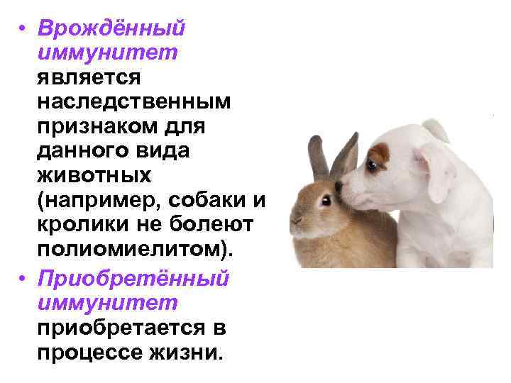  • Врождённый иммунитет является наследственным признаком для данного вида животных (например, собаки и