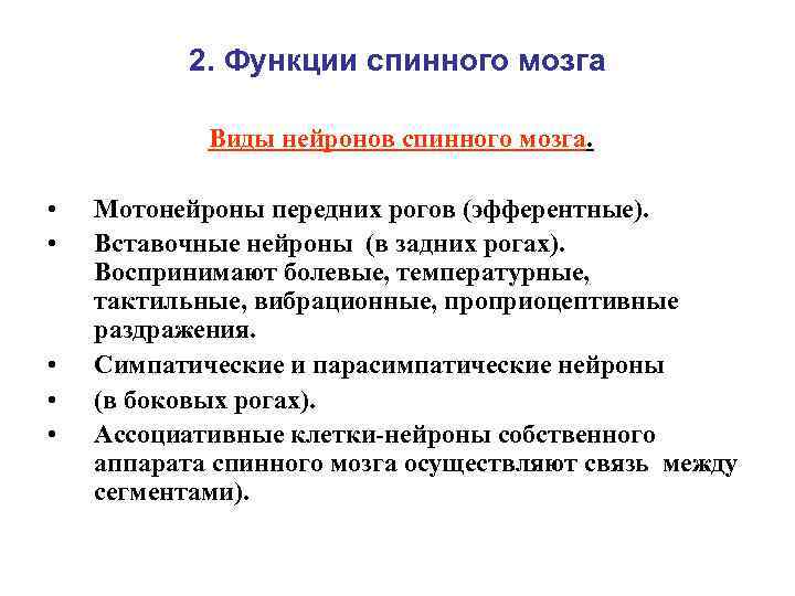 2. Функции спинного мозга Виды нейронов спинного мозга. • • • Мотонейроны передних рогов